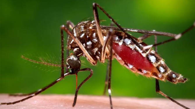 A mosquito