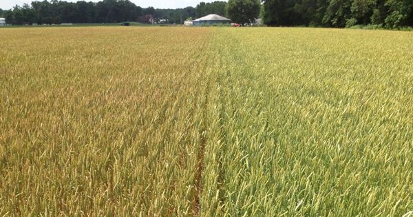 crop blight definition
