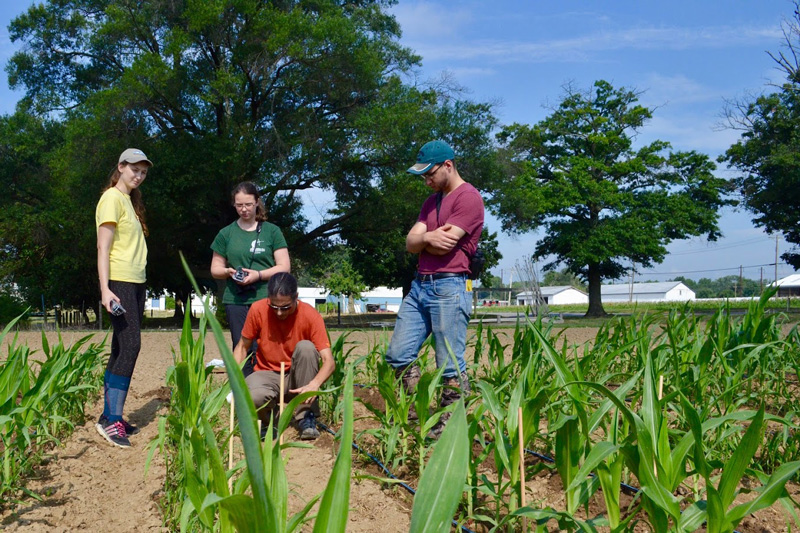 The UD team of (left to right) Caylen Wolfer, Rebecca Ralston, Ivan Hiltpold and Trevor Christian set up plots in corn to monitor bird predation on insects in response to artificial blends of herbivore induced plant volatiles. Plasticine caterpillars were attached to small wood stakes. Time-lapse camera are used to monitor bird species pecking on plasticine caterpillars.