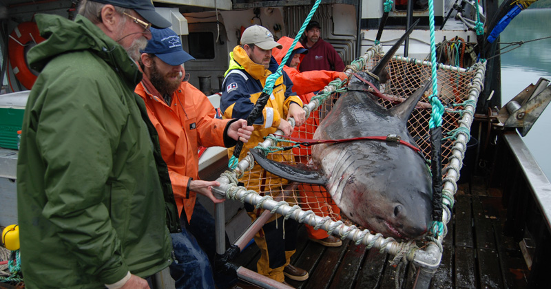 Tracking Marine Predators