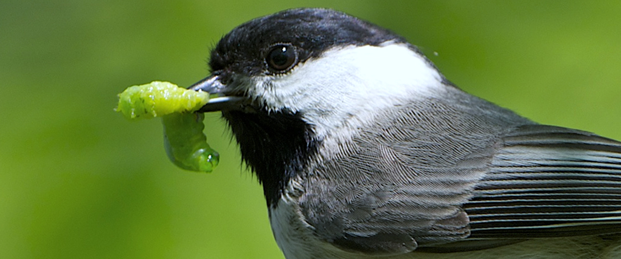 Bird holding caterpillar in its beak