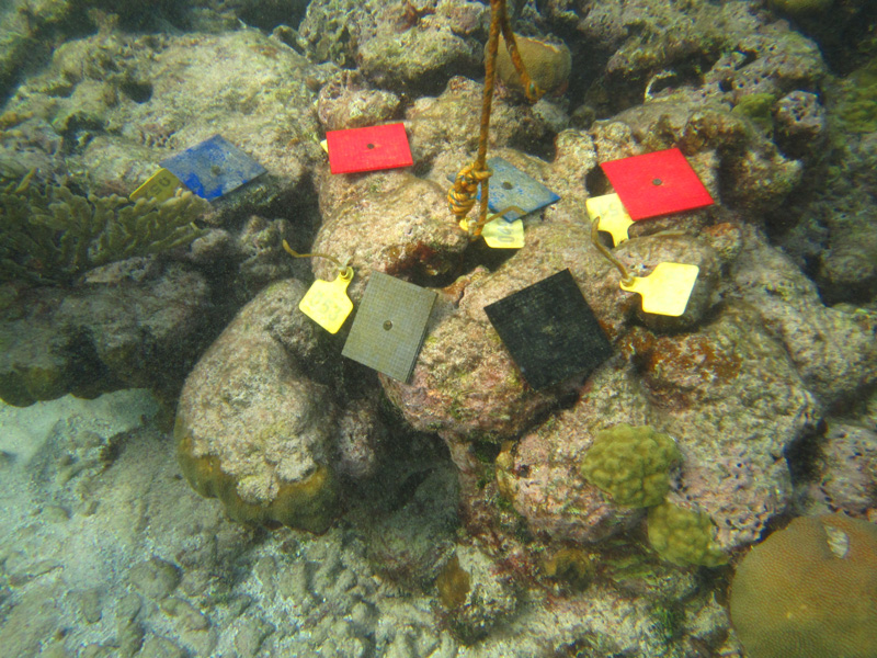 Coral Reef Starter Kit Udaily