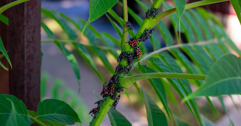 5 Things To Know About The Spotted Lanternfly Udaily
