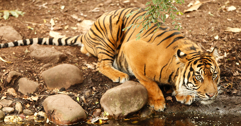 Earning his stripes | UDaily