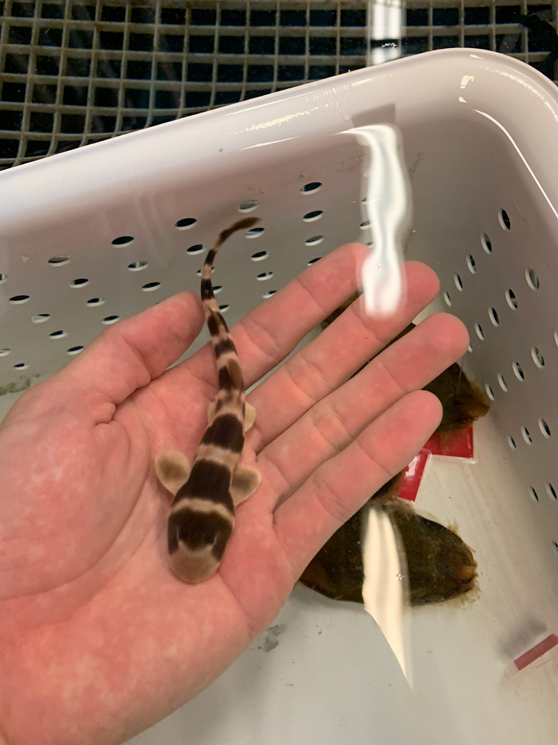 Protecting Shark Populations Udaily