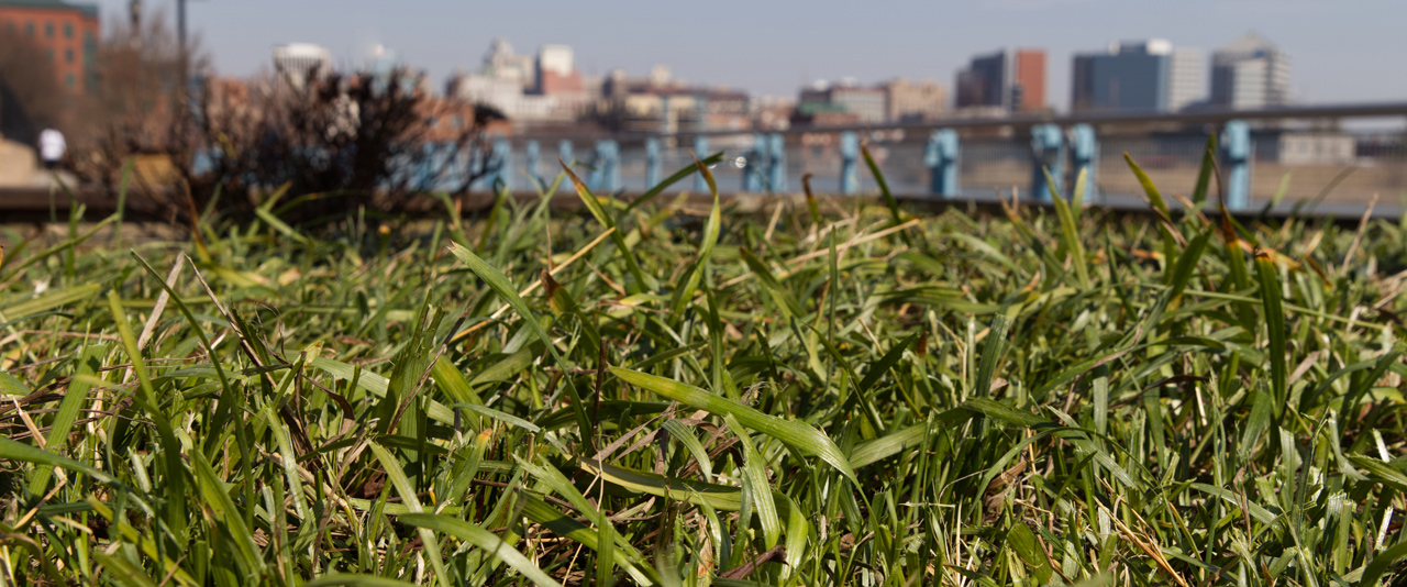 Researchers have quantified carbon emissions from lawns in cities, providing important guidance for future urban design and greenery maintenance.