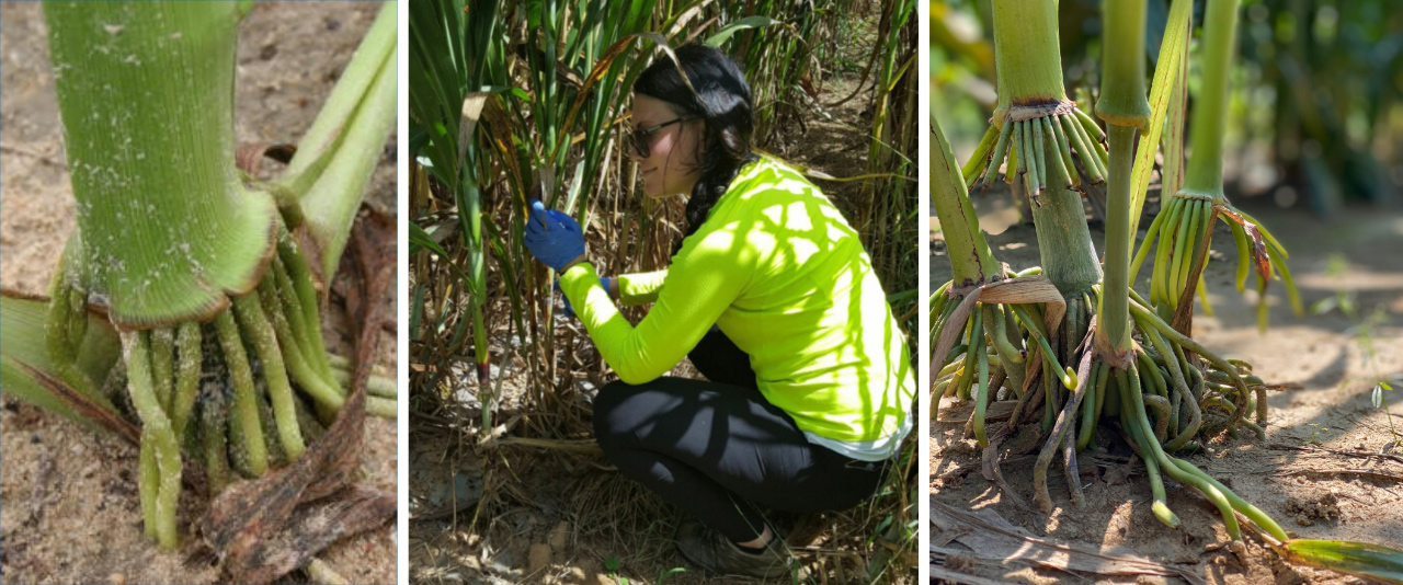 Ashley Hostetler, a postdoctoral research scientist in the UD Sparks Lab, quantifies the height of mature sorghum plants.