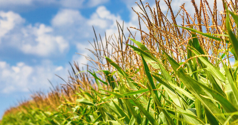 A cornfield in the bright sun