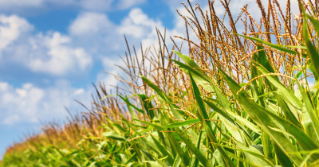 A cornfield in the bright sun