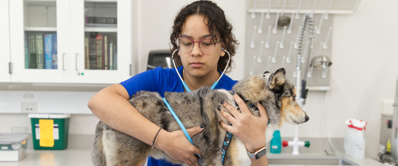 Stephanie Bayron evaluates a dog .