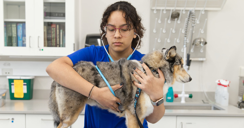 A vision for veterinary medicine