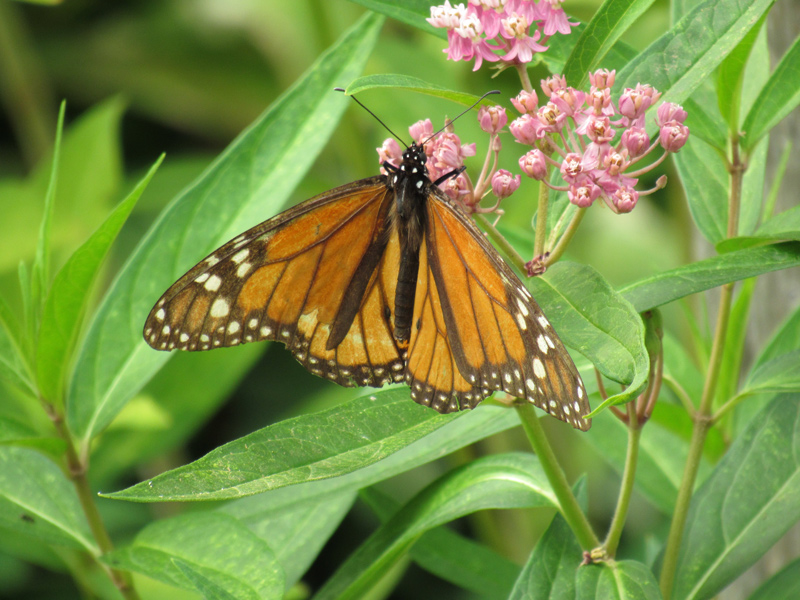 A monarch butterfly on a flower.