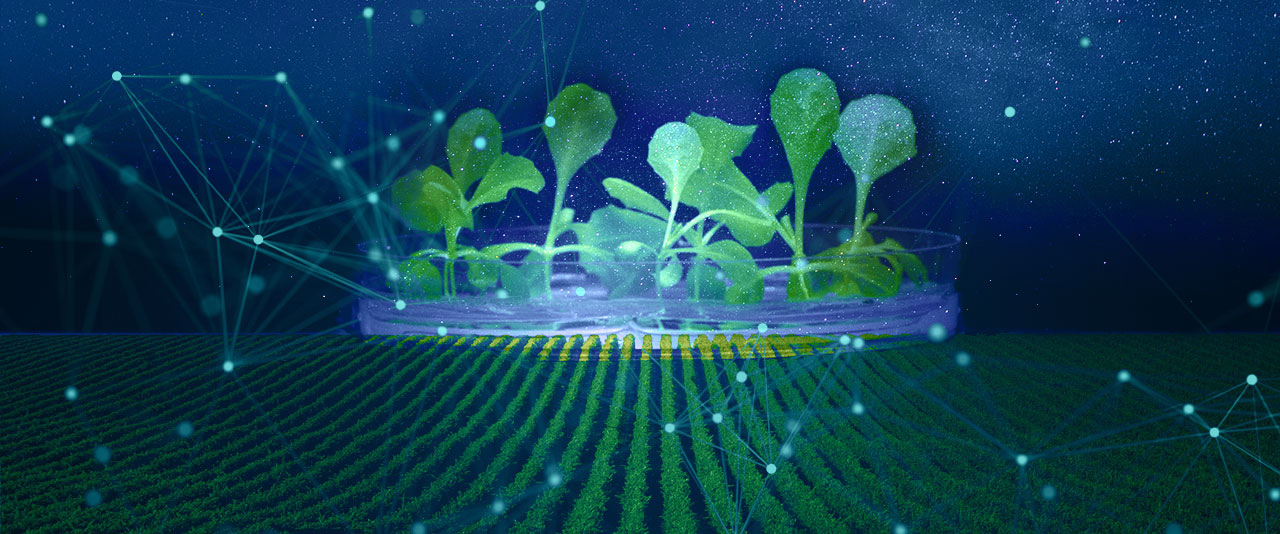 Photo illustration of plants growing in the dark
