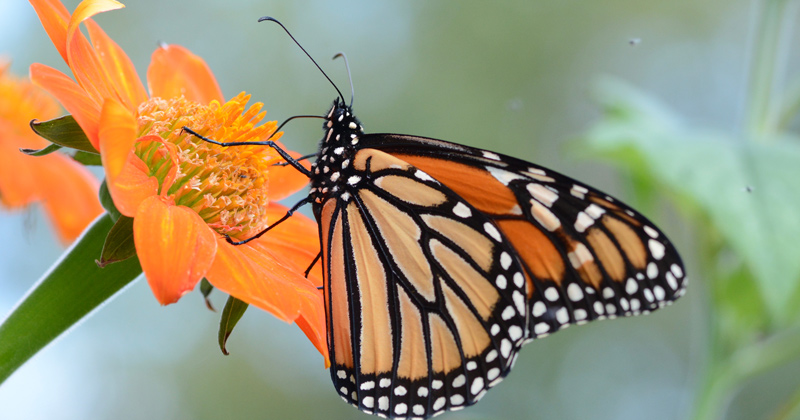 Monarch butterfly