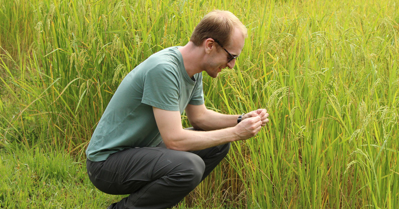 Professor Kyle Davis looks at rice in a field