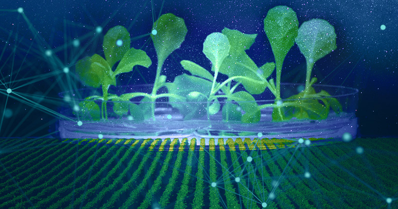 illustration of plants growing in the dark