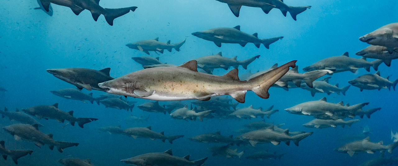 Sand tiger sharks swimming Sand tiger sharks swimming