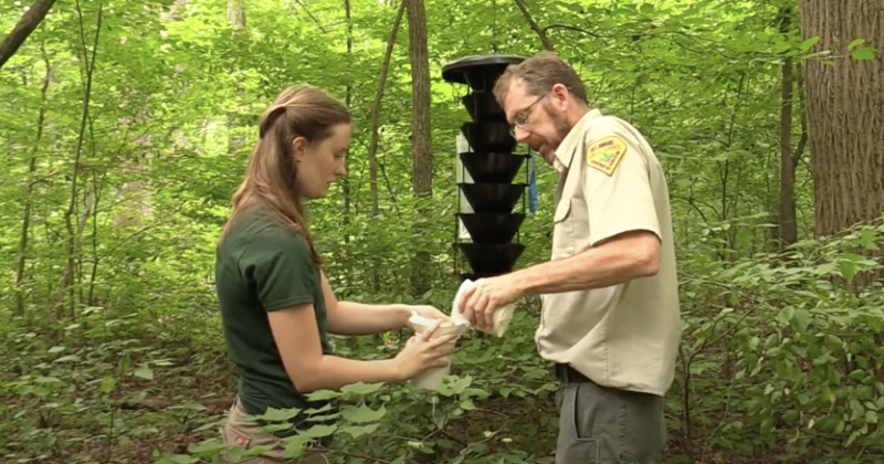 Wildlife ecology and conservation major Hannah Slesinski (left) worked with the Delaware Forest Service's Bill Seybold