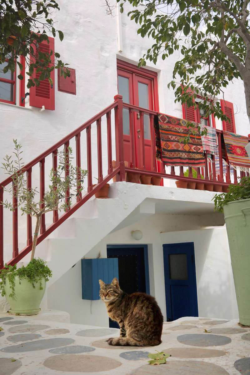 One of the winning photos of the 2022 Study Abroad Photo Contest: A stray cat sits in front of a house in Paros Island. The photo was taken by UD World Scholar Maya Valletta in Athens in the 2022 spring semester.