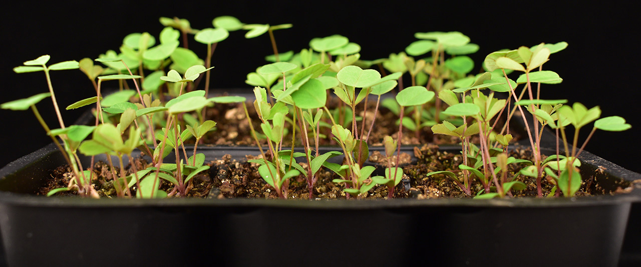 UD researchers Harsh Bais and Amanda Rosier showed that when UD1022 is introduced to the alfalfa pathogen that causes spring black stem