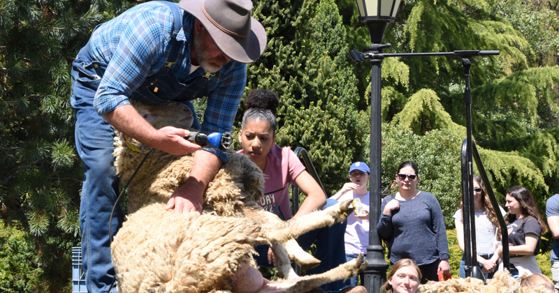 UD farm manager Larry Armstrong and undergraduate student Zarina Ray perform a demonstration next to the Animal Science tent. 