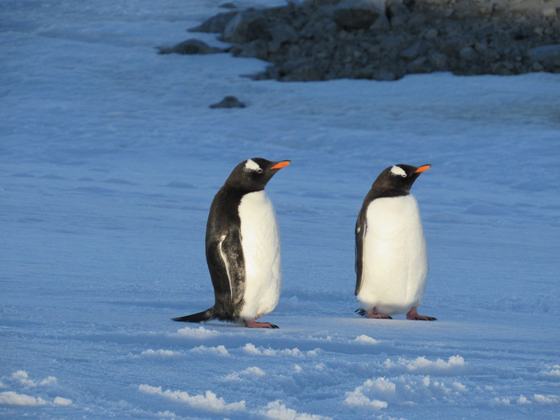 Penguins survey the landscape in Antarctica.