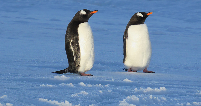 UD researchers among scientists in Antarctica conducting fieldwork on penguins, ocean currents 