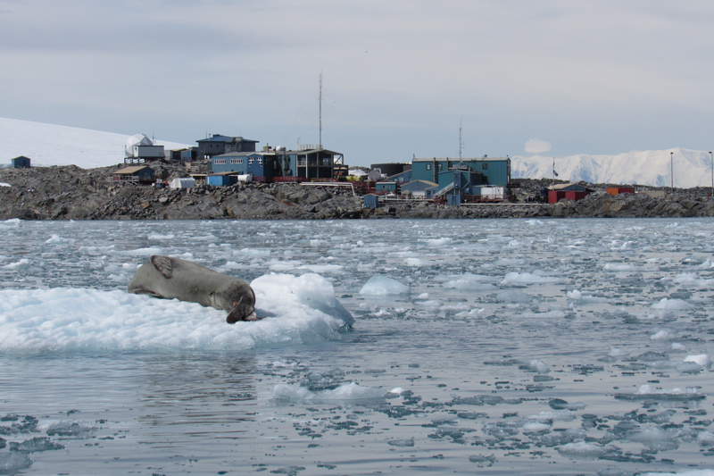 A sea lion rests on a chunk of ice near the Palmer Station in Antarctica.