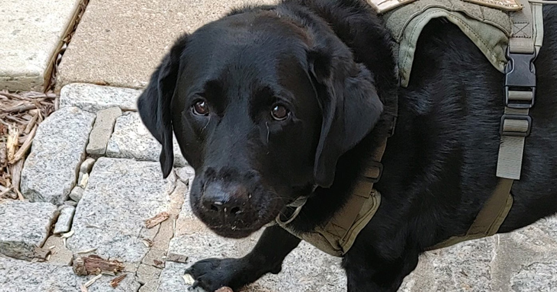Vinny, service dog