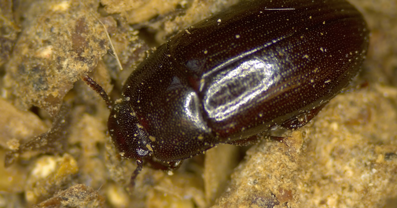An adult darkling beetle can cause havoc for chicks, chickens and a poultry farmer.