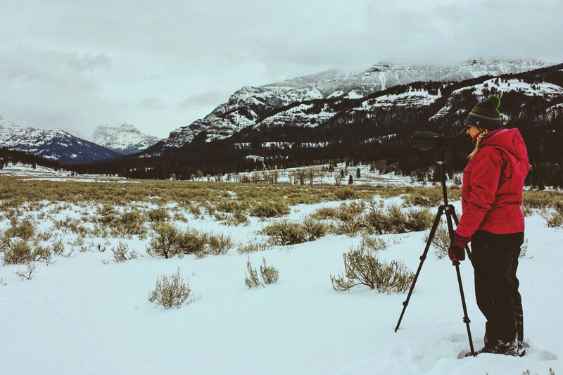 Lizzy Baxter observes wolves on a snowy winter day in Yellowstone Park