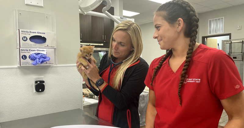 Urgency for pets | UDaily - Vimarsana News
