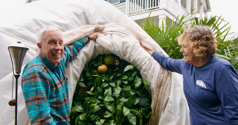 Carol Mertes-Smith and Gary Smith peel back the covering of a grapefruit tree