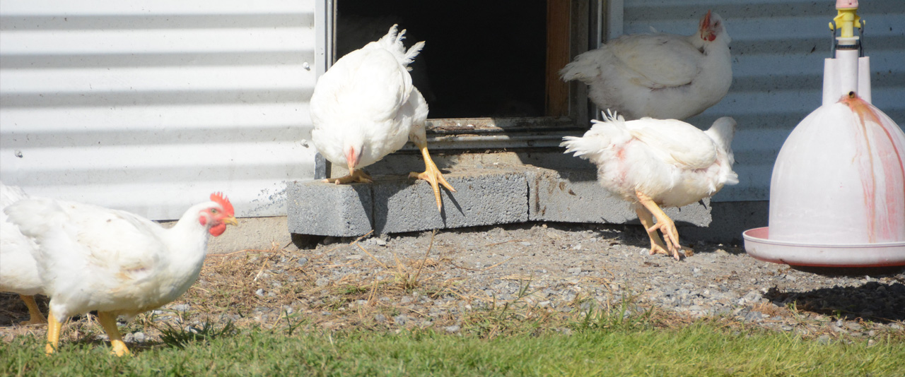 Chickens walk around outside of a chicken house