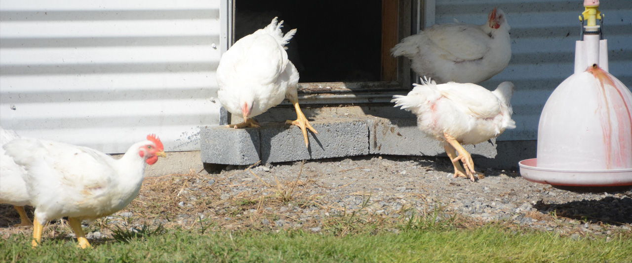 Chickens feed outside of a chicken house