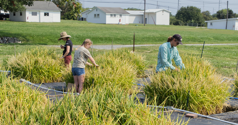 Students in the Seyfferth Lab, including doctoral student Frank Linam (right), harvest rice from the paddies grown on the UD Newark Farm. 