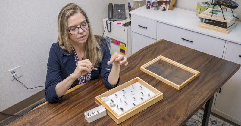 Unearthing an understudied disease vector in Delaware | UDaily