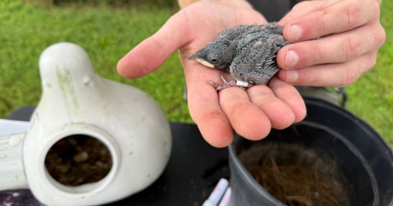 Will Krohn holds a purple martin chick in the palm of his hand, showing one of the white bands on its legs that will help Krohn track its location.