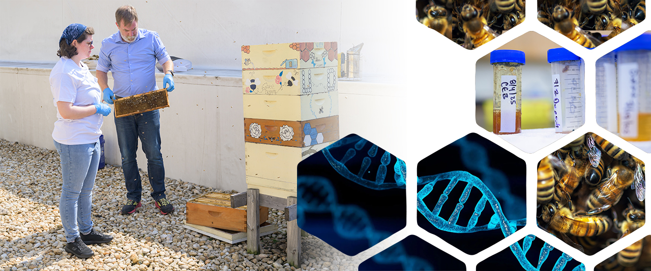 University of Delaware student Jillian Haverly is analyzing DNA from honey to learn about the plants bees frequent when connecting nectar.