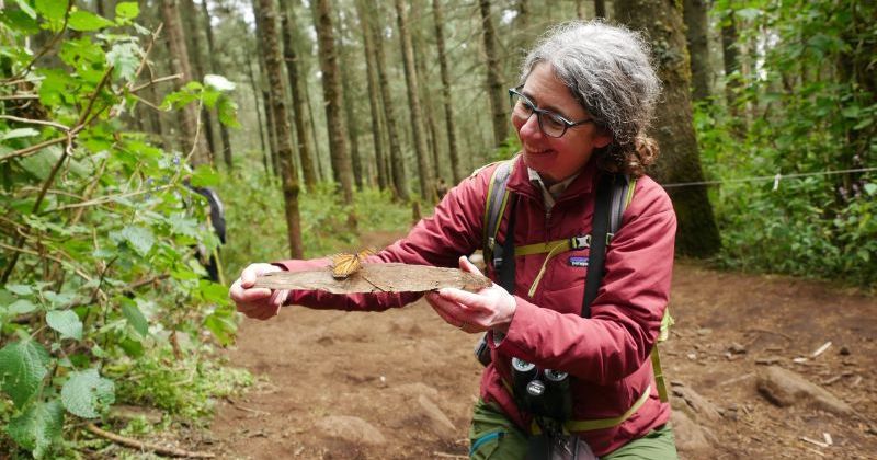 University of Delaware College of Agriculture and Natural Resources alumna Stacy Wolff received the Monarch Butterfly Scholarship Grant to travel to the Monarch Butterfly Biosphere Reserve in Central Mexico. 