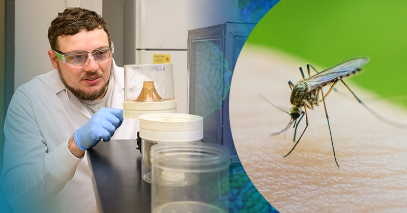 Winter observes mosquitoes after they’re removed from a cage.