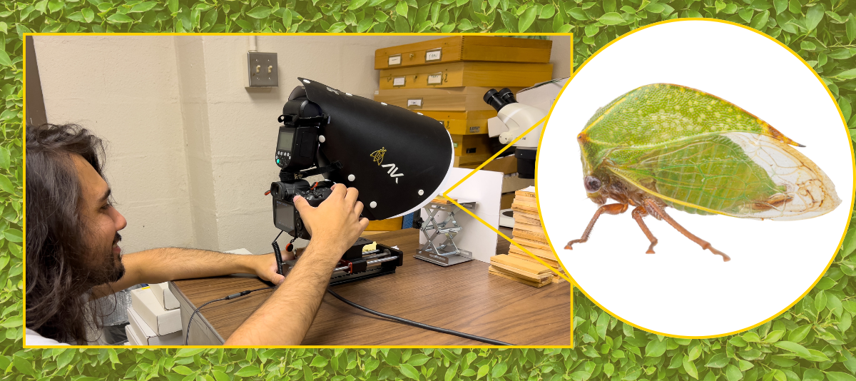 Working under Charles Bartlett, UD Class of 2025 insect ecology and conservation major Solomon Hendrix used UD’s Insect Research Collection (UDCC) to study planthoppers.