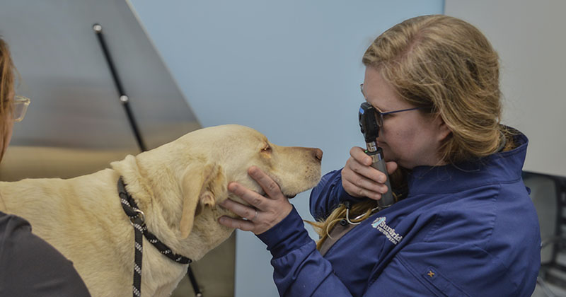 University of Delaware alumna Jessica Berkeridge treats a canine patient at Summit Bridge Veterinary Hospital in Bear, Delaware. Berkeridge opened the practice in 2019. She attributes her acceptance into veterinary school to the experiences she gained on the UD College of Agriculture and Natural Resources’ 350-acre working farm.