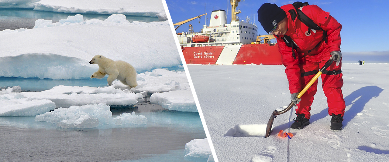 UD doctoral student Tianyu Zhou is pictured on the right using a shovel to remove snow that covers the sea ice during a research cruise to the Arctic Ocean in the fall of 2024. Within the square that is cleaned by the shovel, the team measured the thickness of the snow layer and drill into the sea ice.