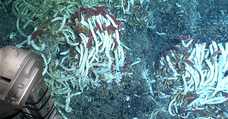 The Tica hydrothermal was home to a vibrant ecosystem of tubeworms, mussels, crabs, fish and many other animals clustered around towering hydrothermal vents that billow hot (more than 750°F), chemical-laden fluids rich in hydrogen sulfide from deep beneath the seafloor. UD scientists and students were among the first to witness an active eruption that left Tica barren.