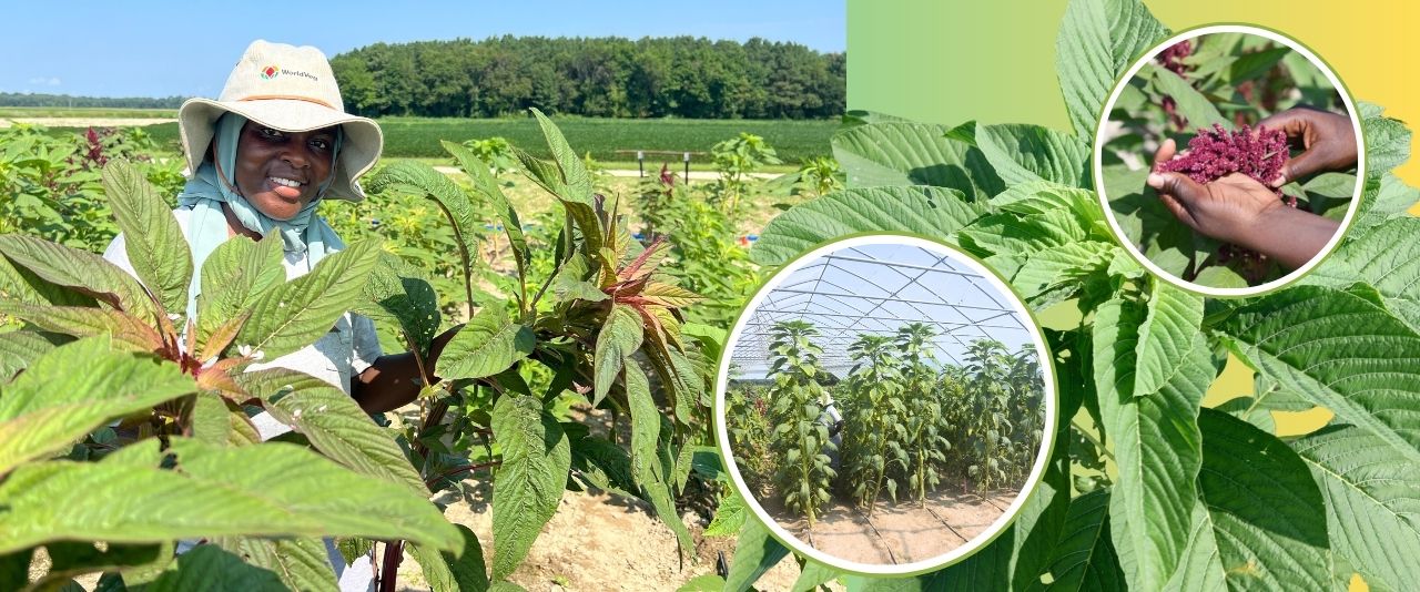 At the University of Delaware Carvel Research and Education Center in Georgetown, Borel Global Fellow Mary Starford Matovolwa planted 150 accessions of Amaranthus cruentus to study the plant's tolerance to drought and cold in an effort to improve global food security.