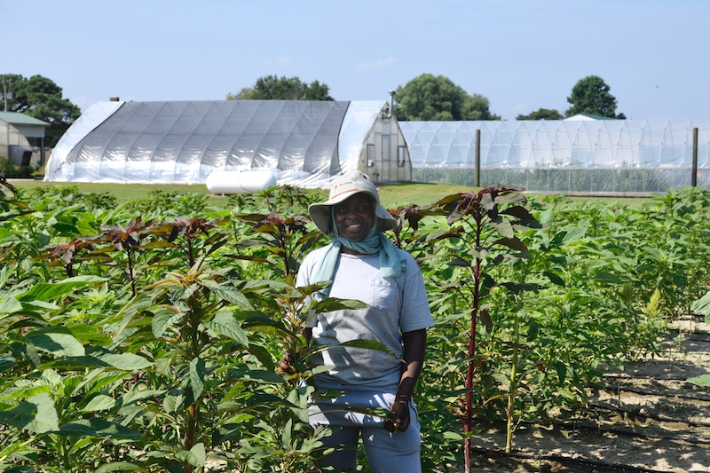 Mary Matovolwa with her crop of amaranth.