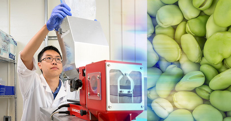 Brandon Tang, a junior in mechanical engineering at the University of Delaware, is working to optimize the extrusion process that transforms lima beans — a cornerstone Delaware crop — into puffed snacks. The market for savory snacks like cheese curls and puff corn is growing in the U.S.