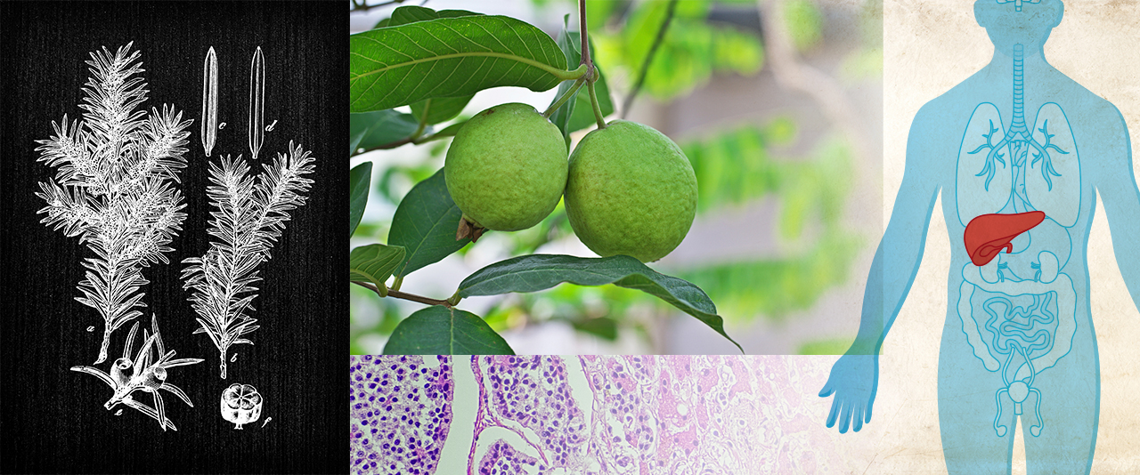 University of Delaware chemistry professor William Chain and his lab have invented a method for creating a liver cancer-fighting molecule found in guava plants using widely available chemicals. The discovery offers hope for low cost treatments against one of the world’s most deadly cancers.