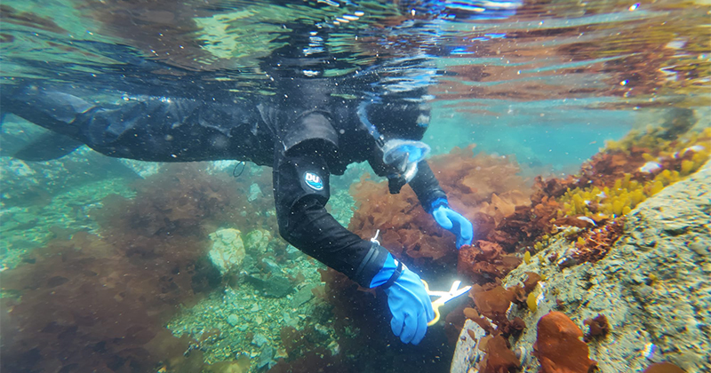 Diving into Delaware seagrass